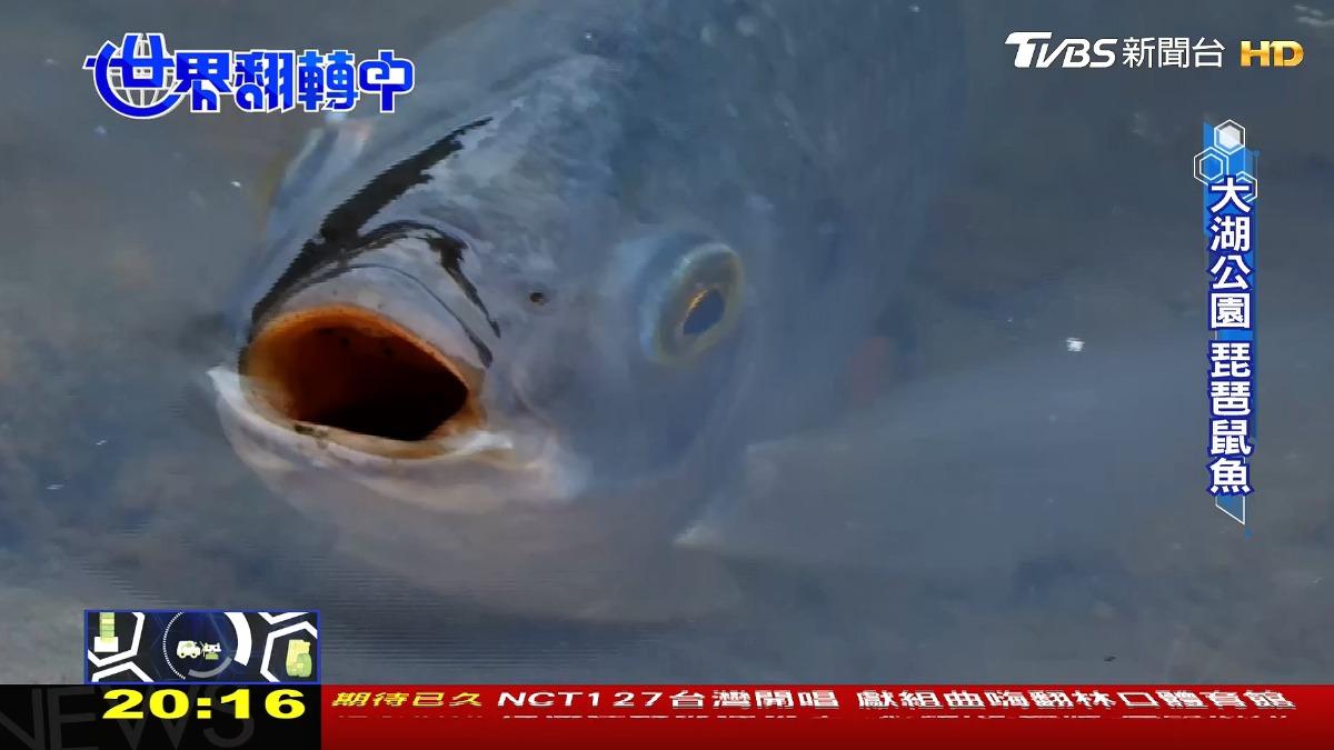 圖／TVBS