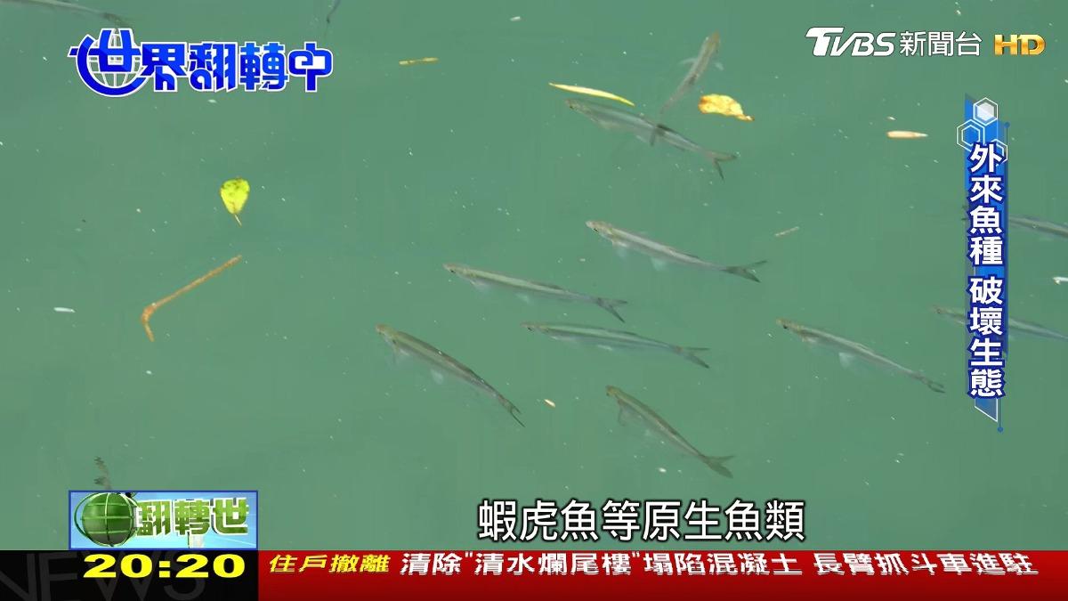 圖／TVBS