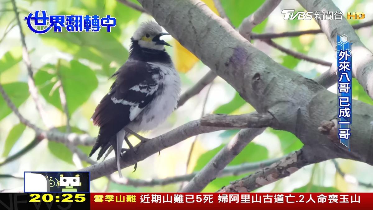 圖／TVBS