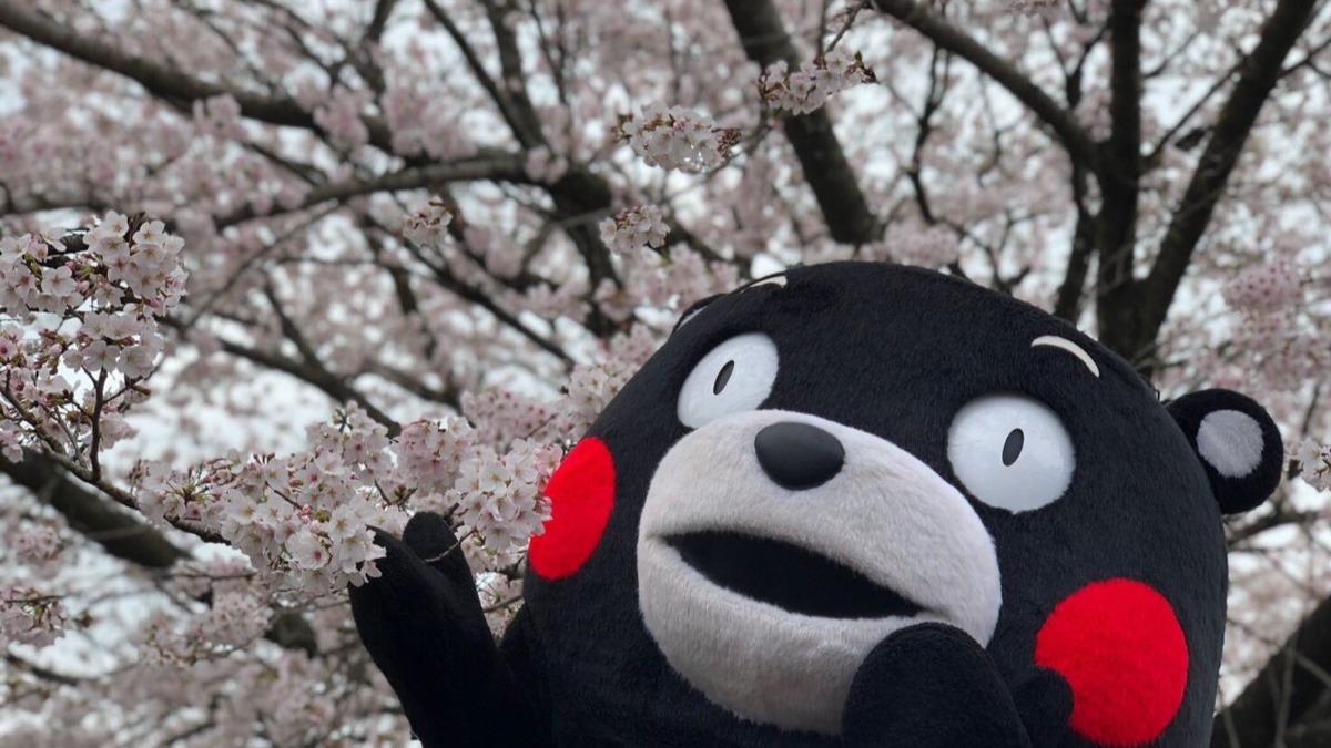 熊本高知櫻花開了！全日本最早，預計7-10日將滿開。（示意圖，翻自熊本熊X平台）