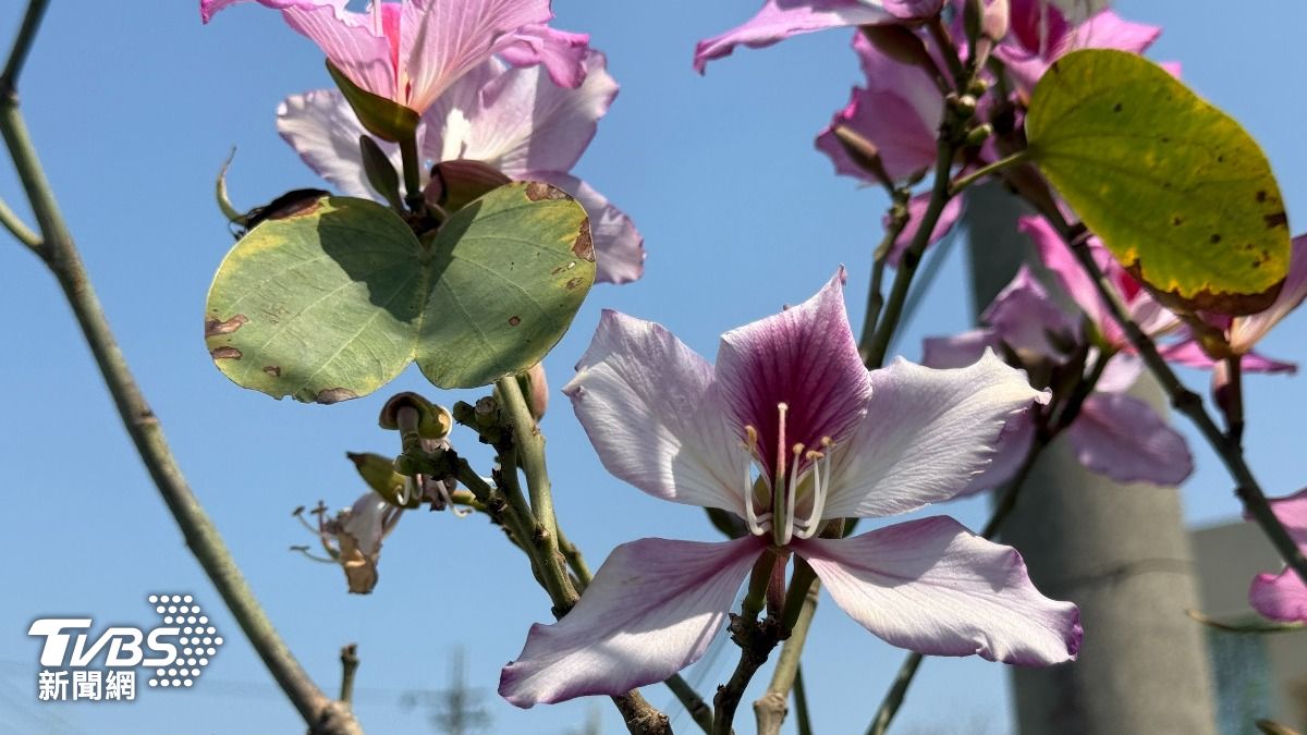 民眾到現場拍照打卡，即可兌換粉嫩時尚的粉紅閃亮鐳射包。（圖／TVBS）