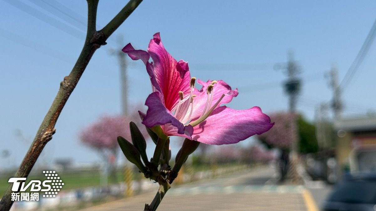 公所及社區辦理櫻花季活動行銷土庫之美已行之有年。（圖／TVBS）