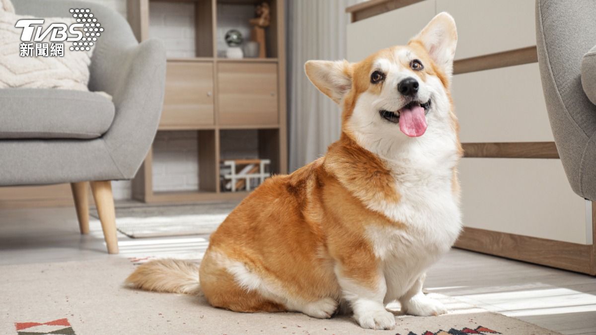 柯基犬打架輸了活活氣死  寵物護理