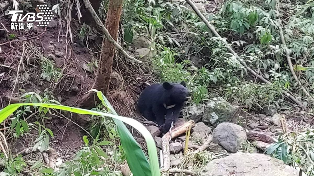 Black bear population surges in Taiwan’s mountains (TVBS News) Taiwan’s endangered black bears stage remarkable comeback