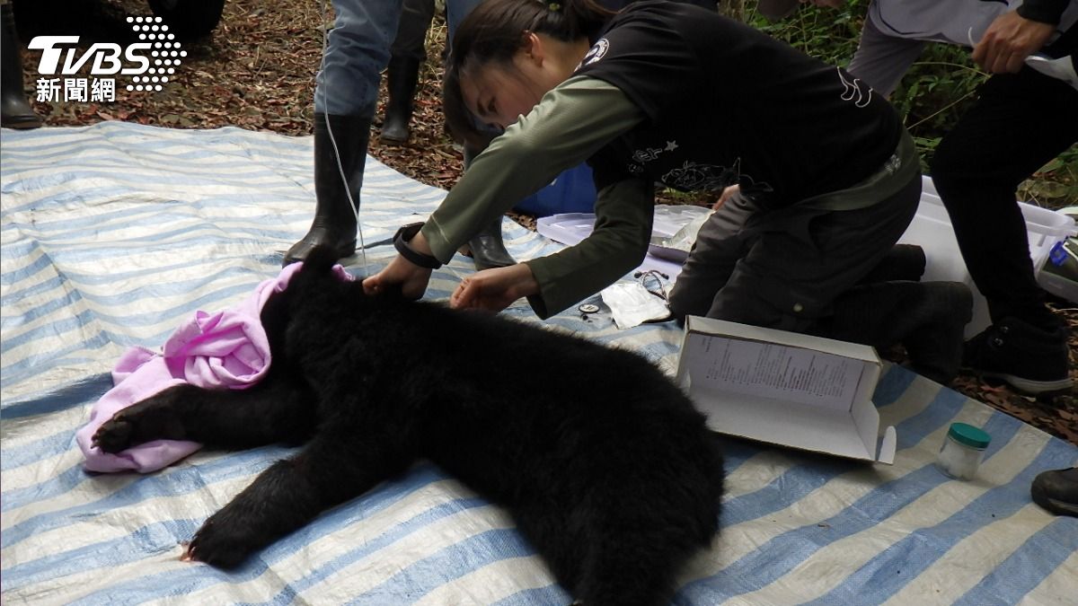 獸醫師團隊將小熊麻醉後初步檢傷處置。（圖／TVBS）