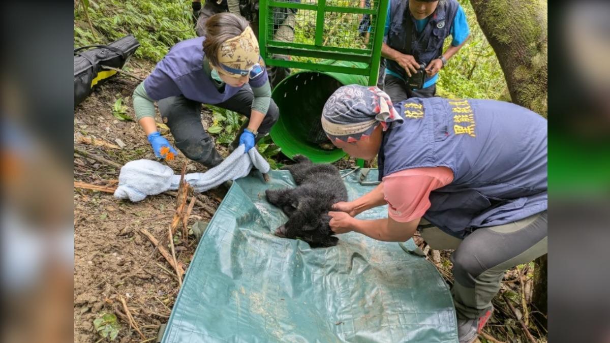 Taiwan teams save underweight bear cubHUALIEN (TVBS News) — The Forestry and Nature Conservation Age Underweight Formosan black bear cub rescued in Hualien op