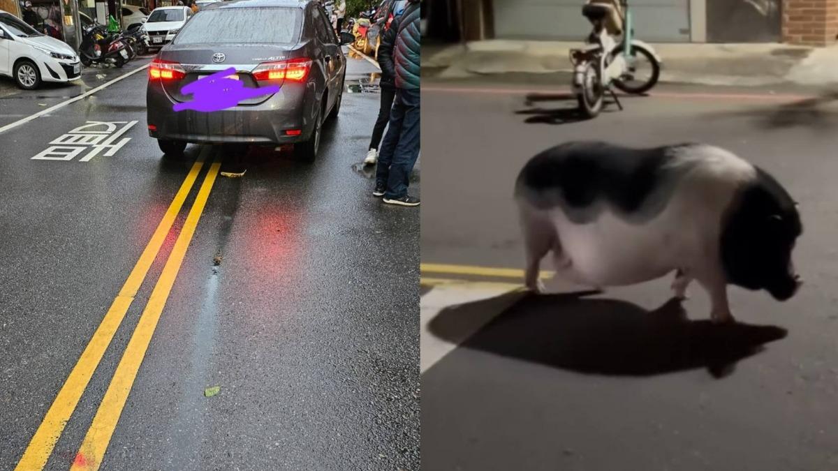 新竹明星豬「妞妞」遭輾死亡。（圖／翻攝自新竹大小事臉書社團）