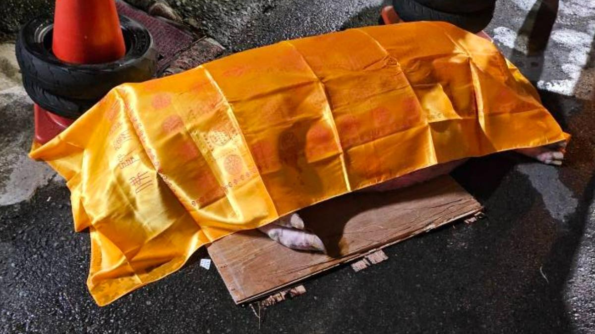 新竹明星豬「妞妞」遭輾死亡。（圖／翻攝自新竹大小事臉書社團）