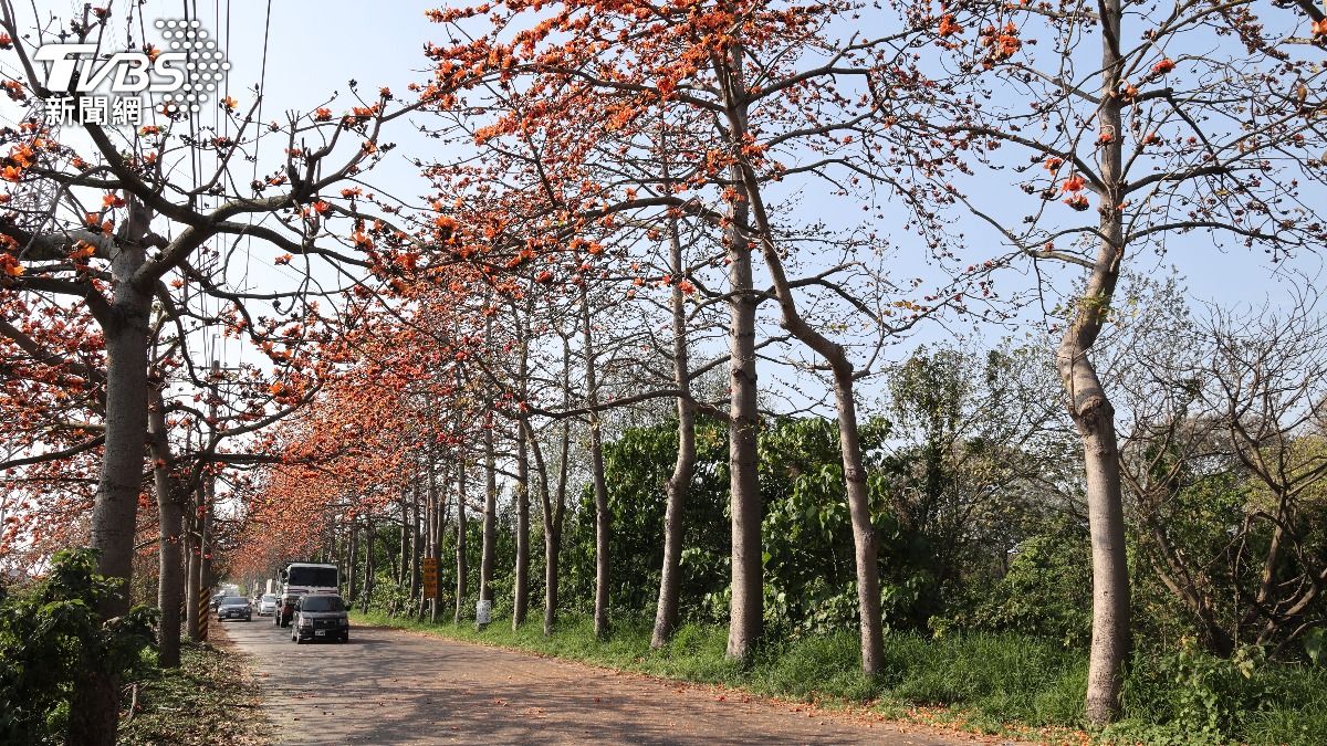 目前正逢木棉花季，醫師提醒有花粉熱的民眾如要賞花要做好防護措施。。（圖／TVBS）