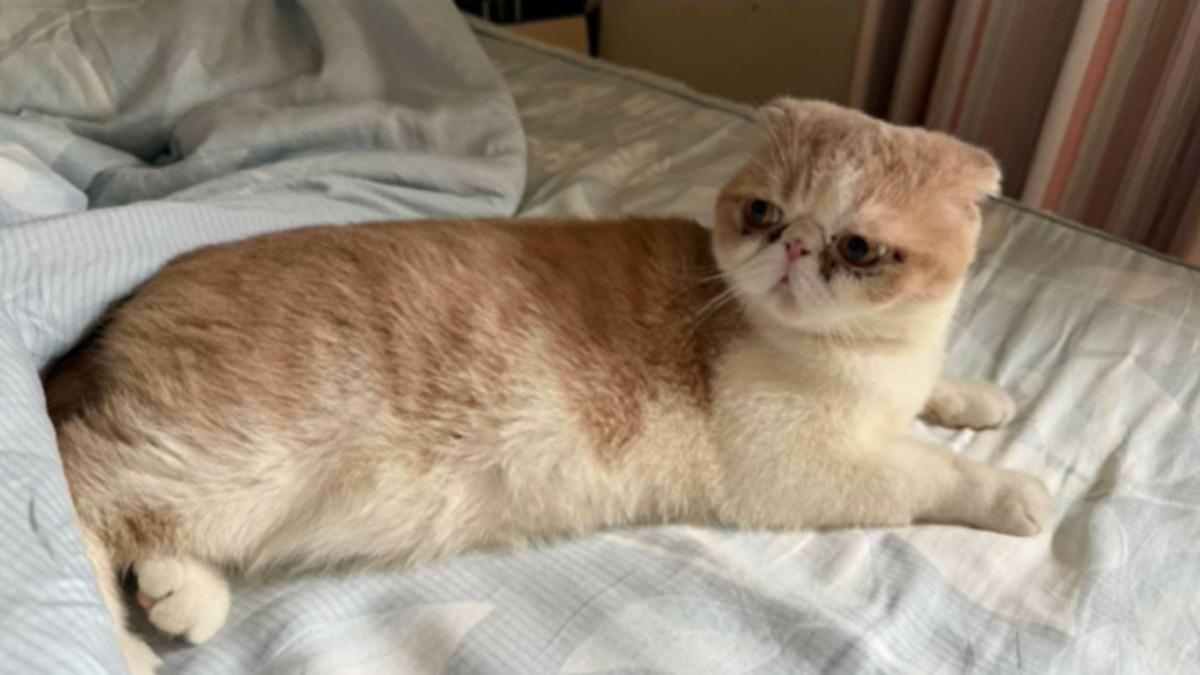 愛貓的品種是「純種摺耳賓士加菲貓」，走失地點市清水區光華路88號。（圖／翻攝自陳姓代書臉書）