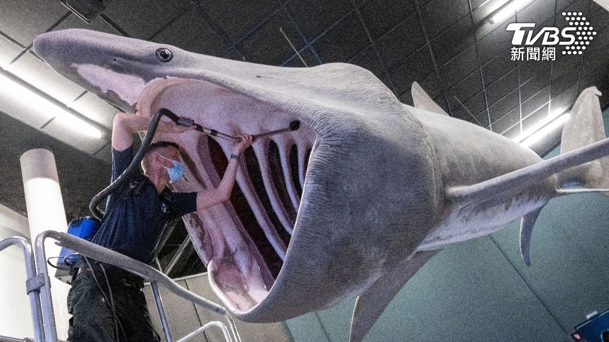 姥鯊的張嘴大得嚇人。(圖/達志影像美聯社)
