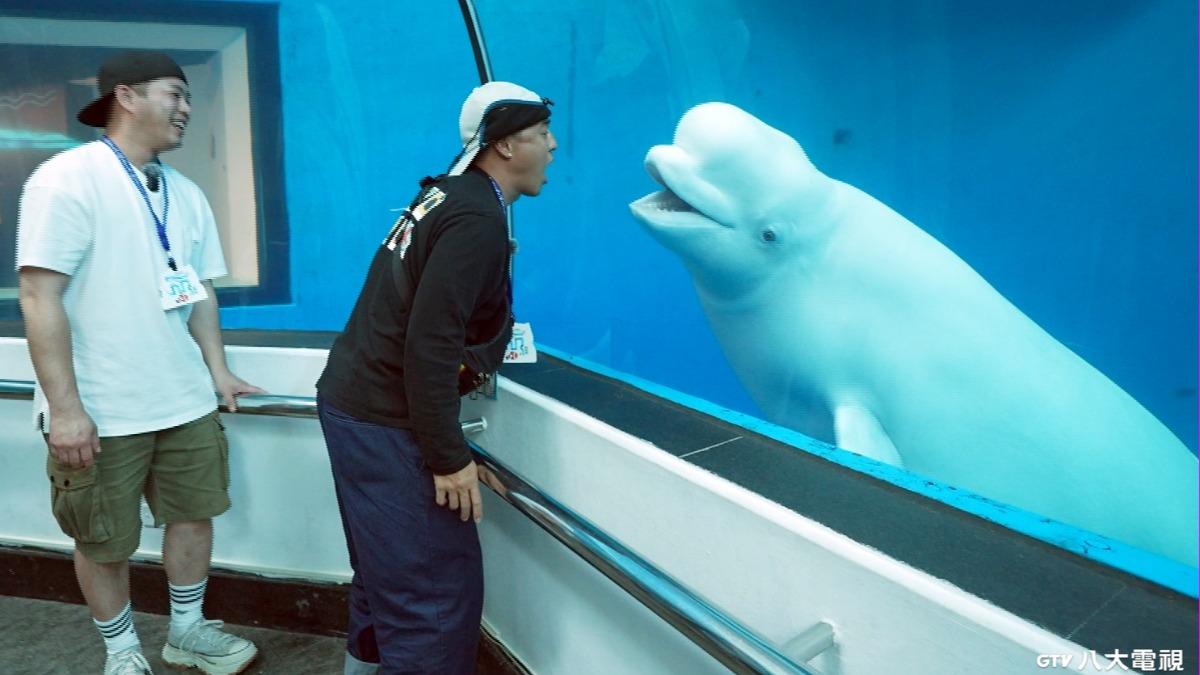 竇智孔和白鯨互動。（圖／八大提供）