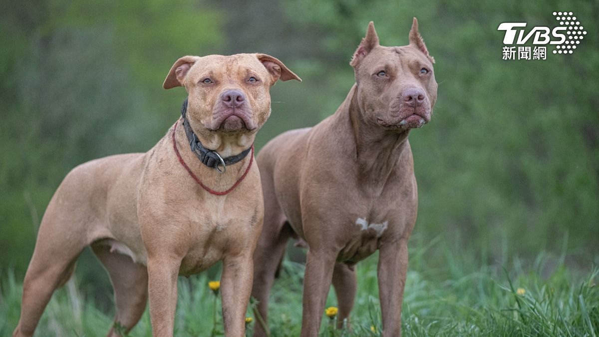 照顧比特犬突被攻擊！美男喜歡動物進收容所工作　遭撕咬慘死