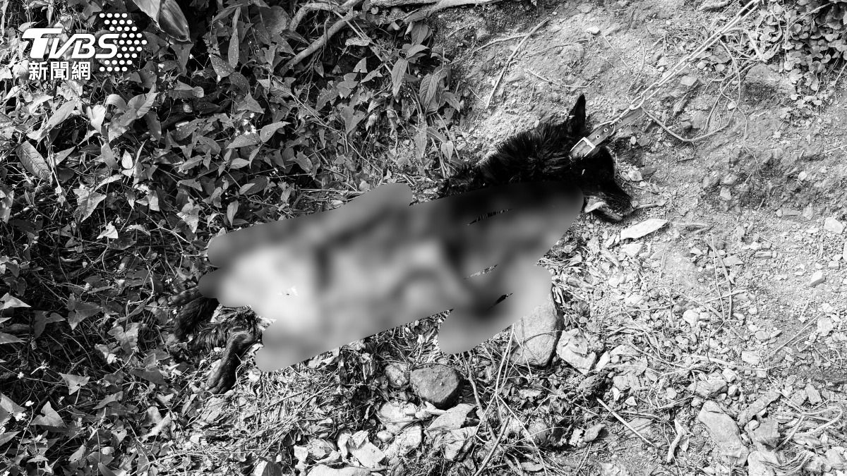 黑熊侵入花蓮卓溪鄉，攻擊雞舍的看門犬。（圖／TVBS）