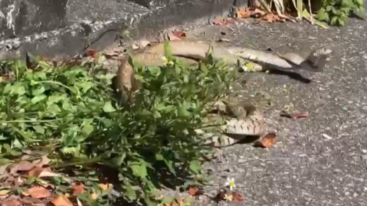 蛇頭懸空從草叢一路交纏道路面。（圖／鳥友穆師提供）