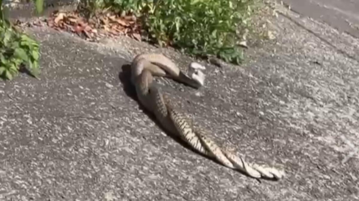 雙蛇懸空激烈交纏，罕見畫面讓在場眾人嘖嘖稱奇。（圖／鳥友穆師提供）