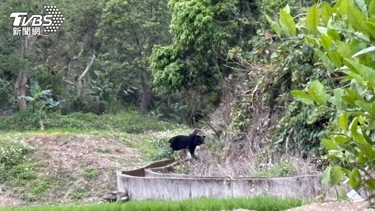 有民眾目擊黑熊出沒在離部落住家僅50米旁的水田。（圖／TVBS）