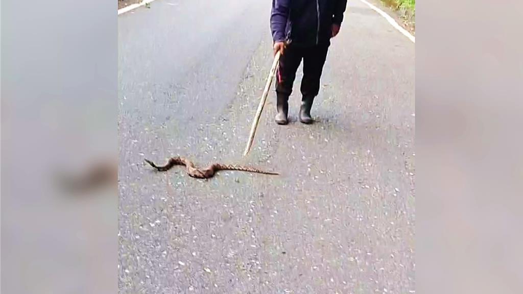 清潔隊員護送百步蛇離開馬路。（圖／民眾提供）