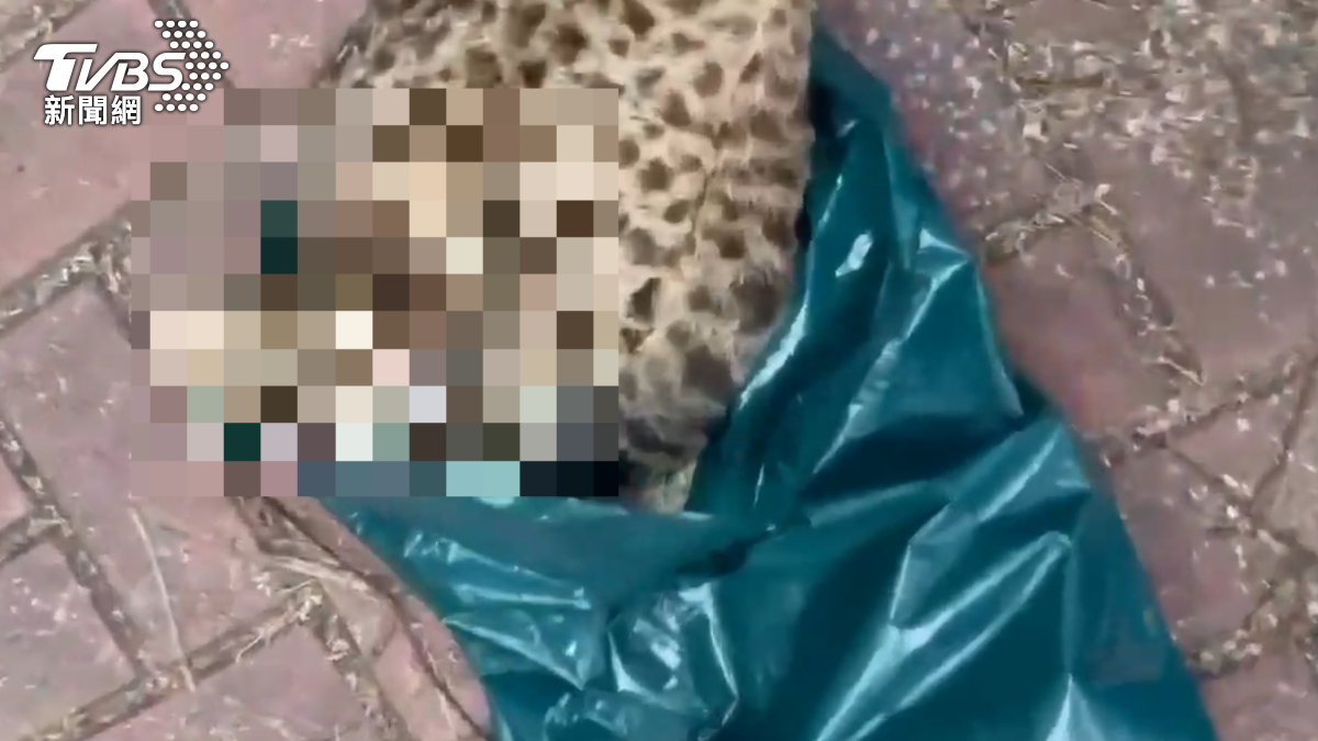 石虎被槍打死。（圖／江和樹提供）