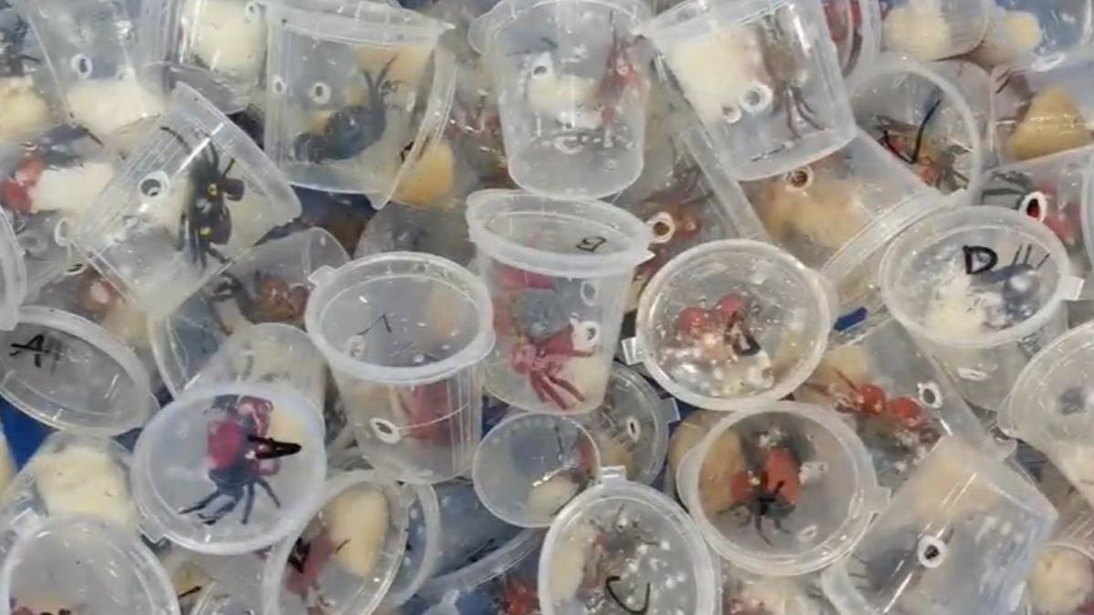 活體吸血鬼蟹被女子藏在背包裡。（圖／翻攝自微博《星視頻》）