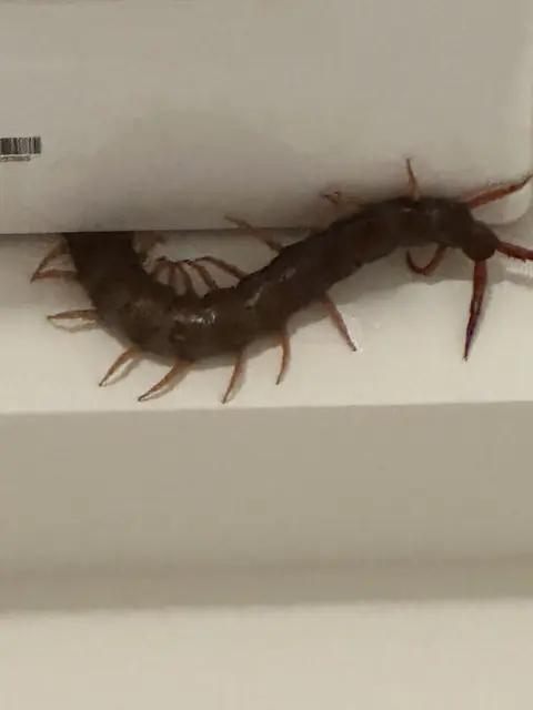 租屋處冷氣縫隙驚見巨型蜈蚣。（圖／翻攝自Dcard）