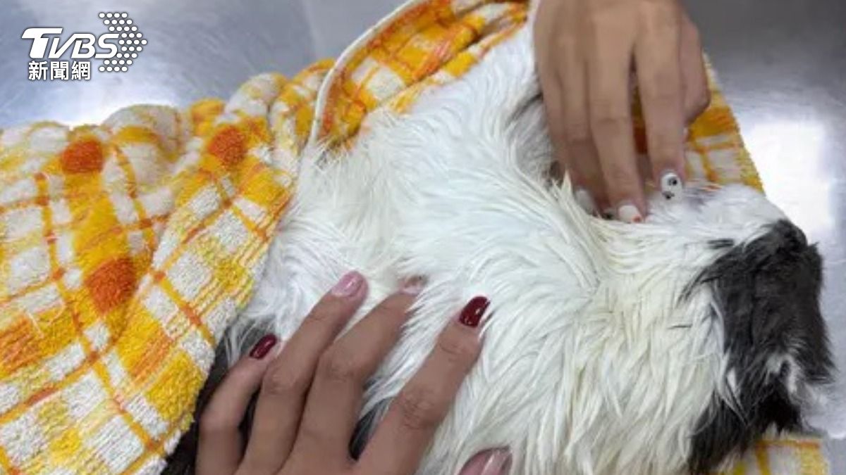 飼主悲慟表示業者試圖承擔急診、喪葬費用以減輕愧疚感。(圖/翻攝自Dcard)
