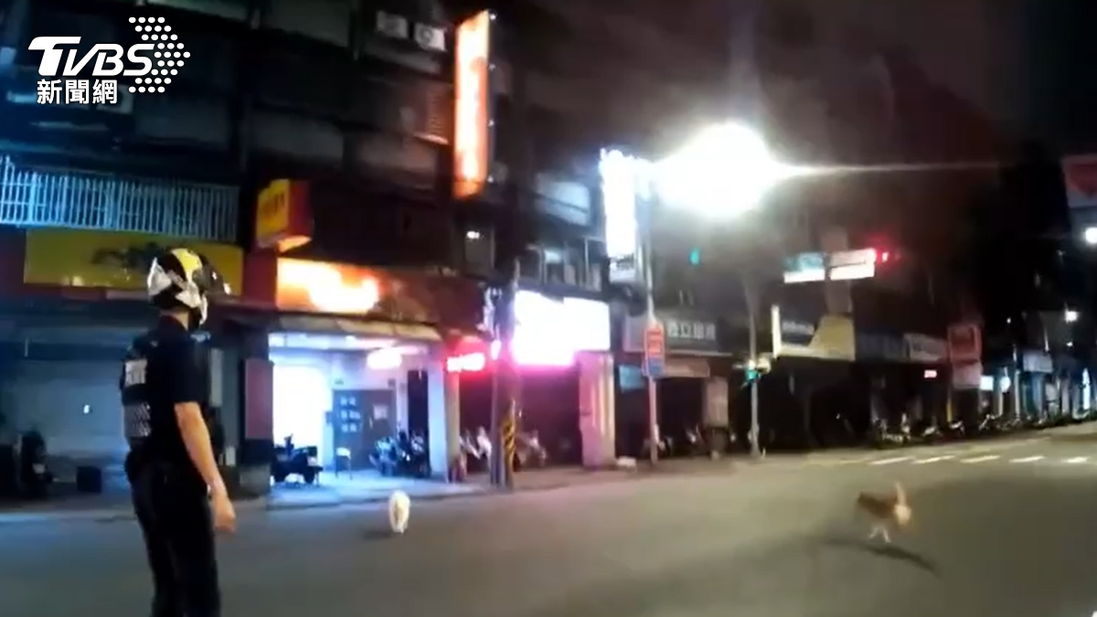 兩隻毛孩在板橋的街上亂竄奔跑。(圖/TVBS)