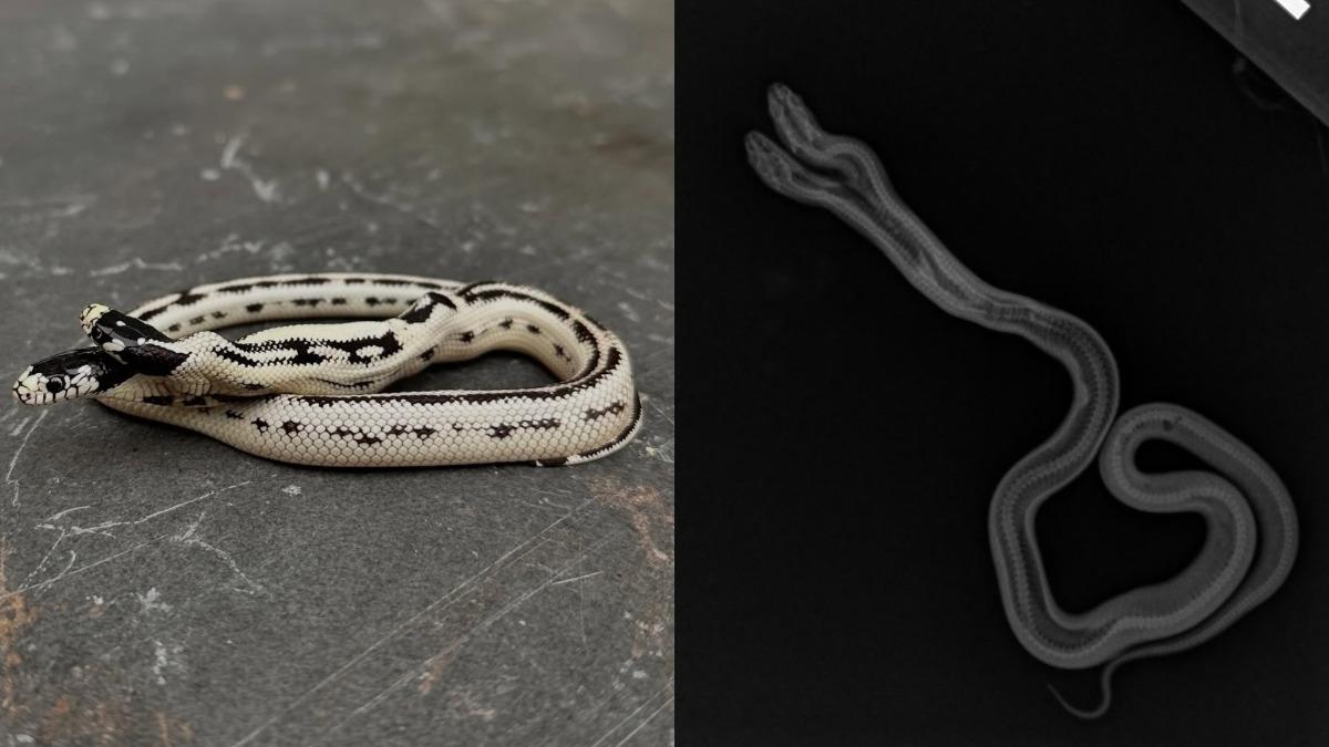 這條雙頭蛇的脊椎融合為一。（圖／翻攝自theeastbayvivarium IG）