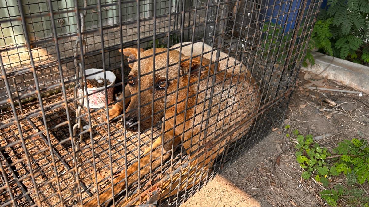 清潔隊申請設置誘捕籠。（圖／翻攝自臺中市政府官網）