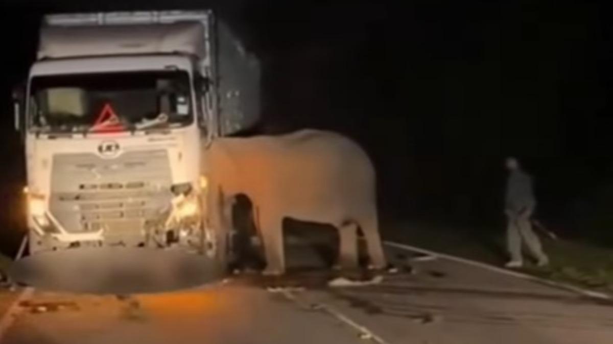 馬來西亞-撞死大象-母象-車禍