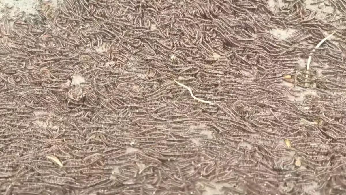 大地震前兆-馬陸-馬陸地震-地震前兆-馬陸出現原因-馬陸大量出現
