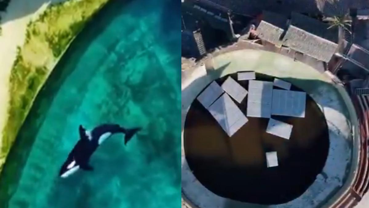 水族館停業變廢墟！虎鯨、海豚被困「爛池」無助徘徊　殘忍畫面曝