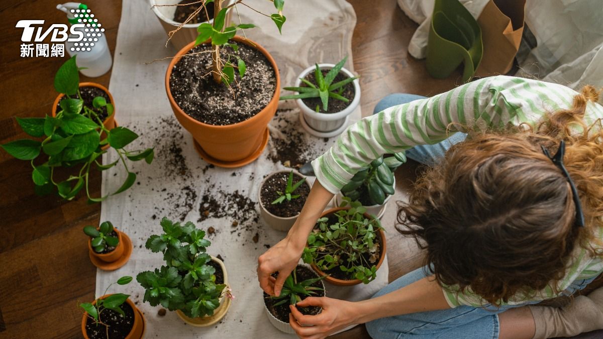 有些植物與精油能有效抗黴。（示意圖／shutterstock達志影像）