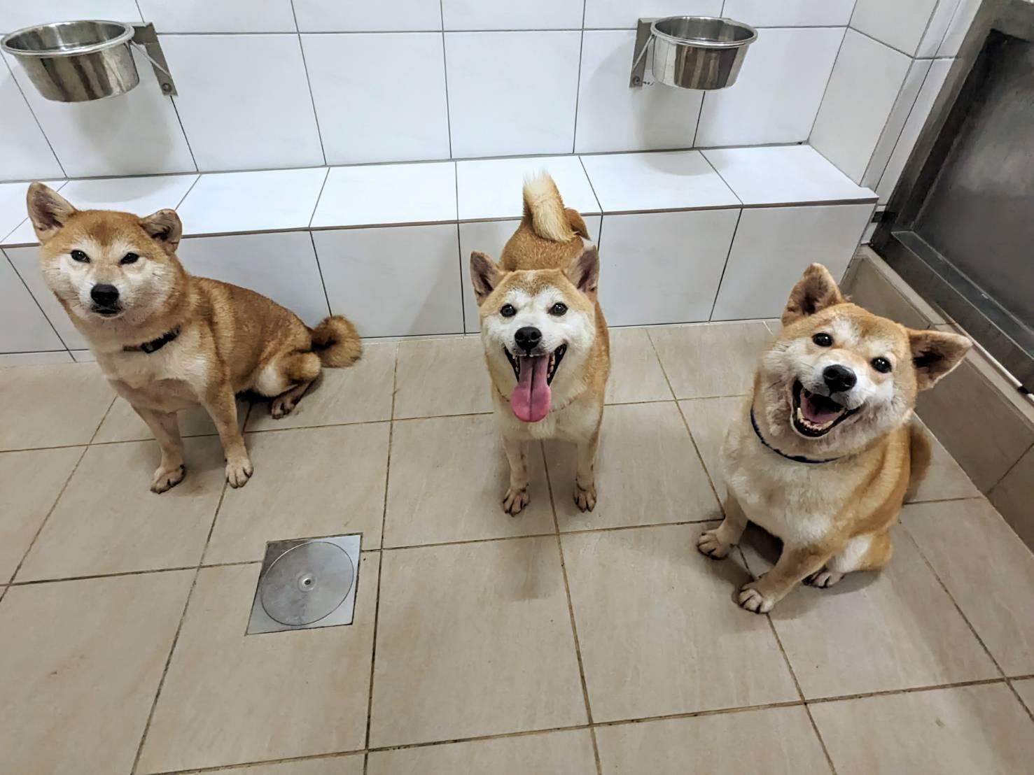 洗澡完後回到犬舍內開心的樣子。（圖／新竹縣動保所提供）