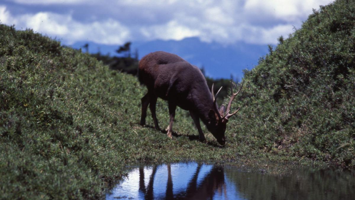 奇萊山水鹿疑遭盜獵殺害。（圖／翻攝自太管處網站）