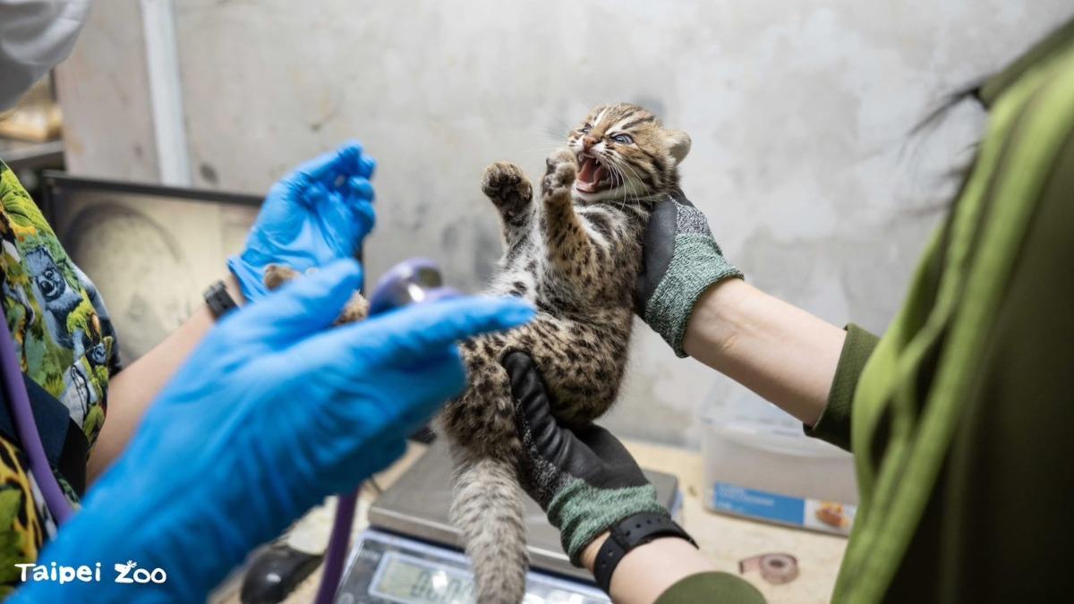 石虎「捲心蛋」。（圖／台北市動物園提供）
