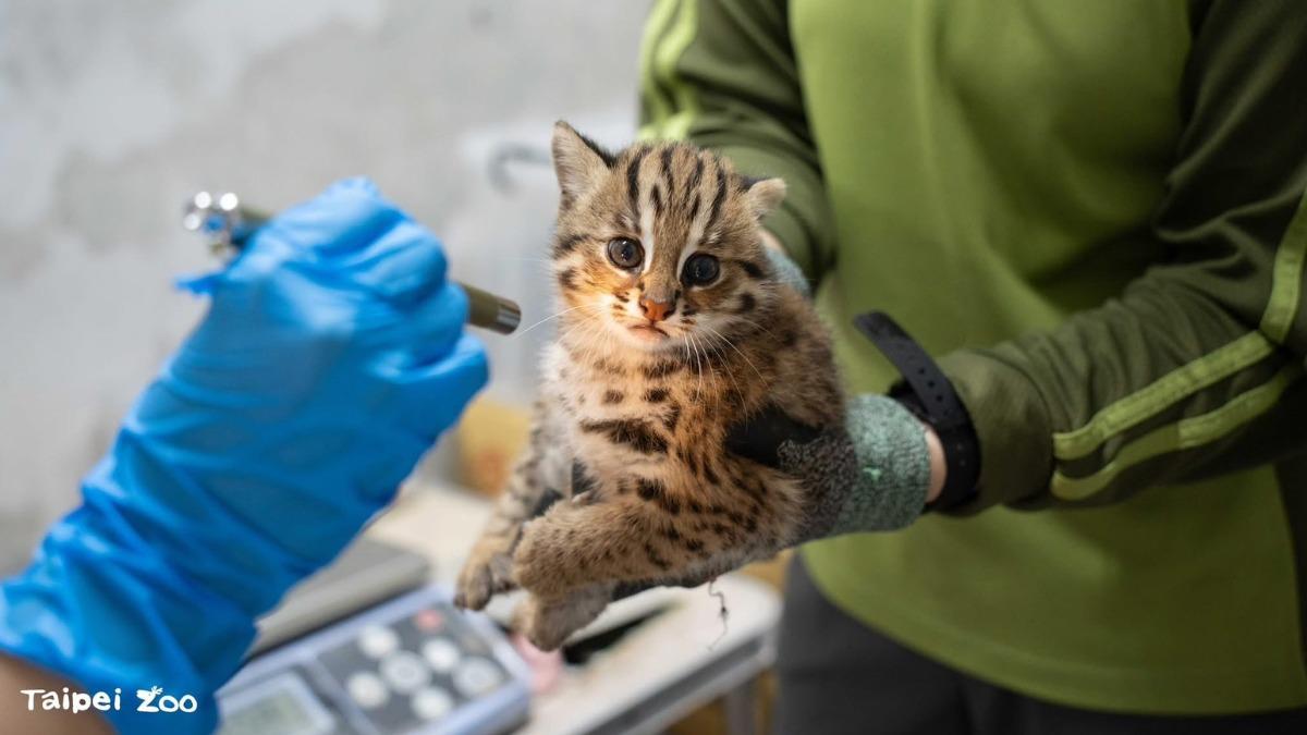 石虎「捲心糕」。（圖／台北市動物園提供）
