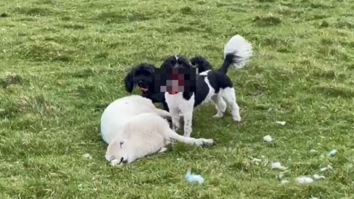 萌犬變猛獸狠咬小羊，嘴邊還沾滿鮮血。（圖／取自northwales police）
