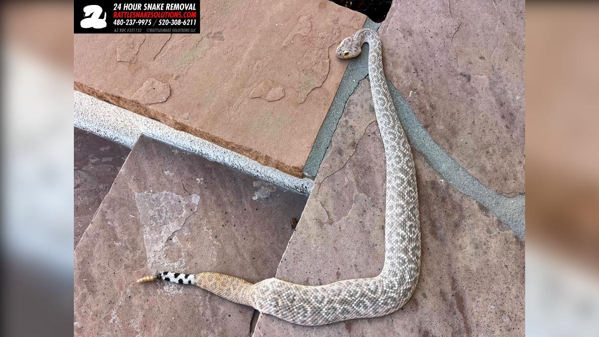 響尾蛇尾巴有豹紋。（圖／翻攝自 FB Rattlesnake Solutions）