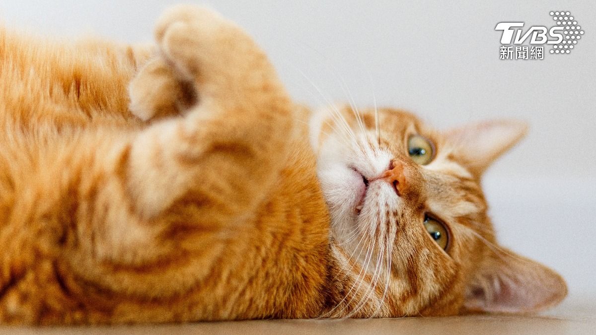 橘貓為何8成是男生？新研究有解釋。（示意圖／shutterstock達志影像）