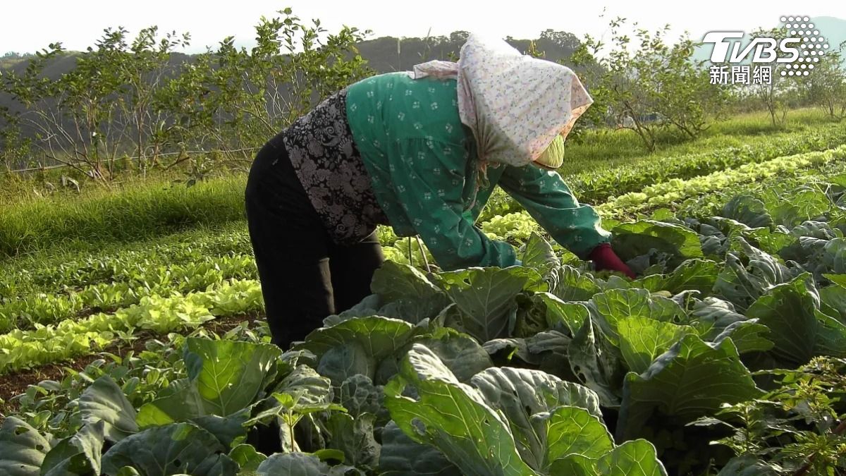 國際蔬食文化節登場，台灣蔬食產業迎風成長，參展的農場業者在耕作過程中，拒絕使用化肥、農藥（圖/蔬福生活官網）