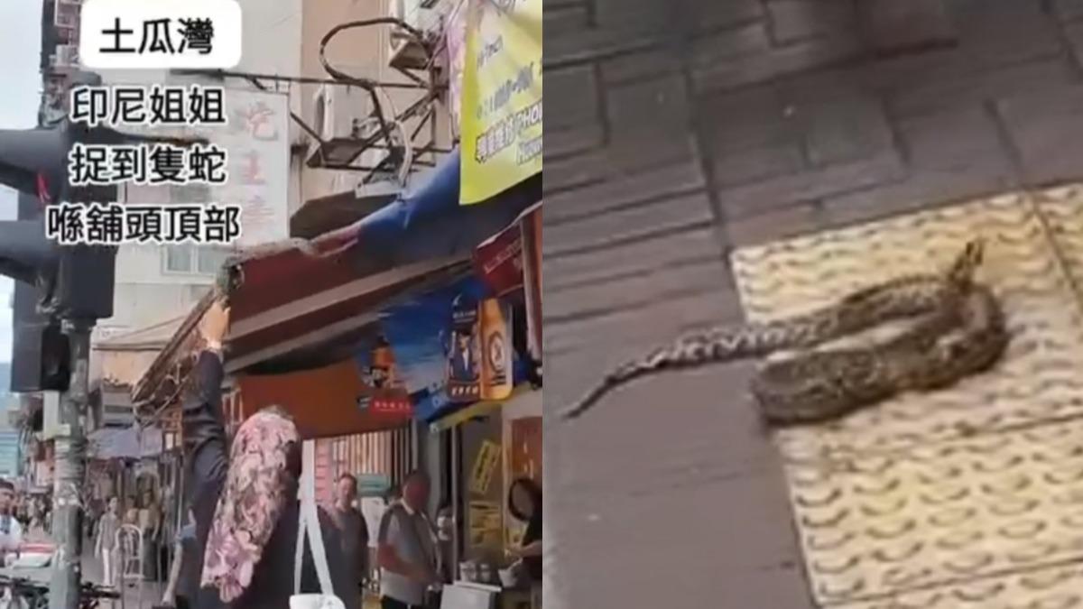香港土瓜灣有蛇出沒，由一名外籍女子徒手抓獲。（圖／翻攝自網路影片）