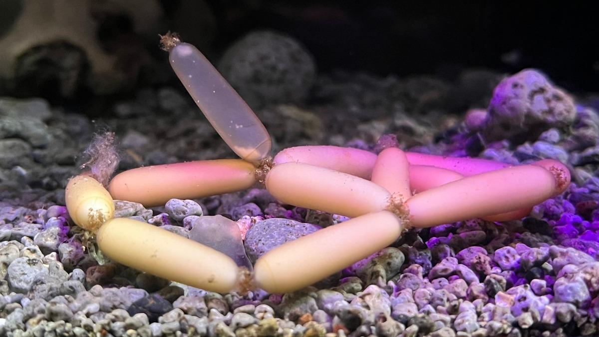 水族館曝光神秘的「海底香腸」。（圖／取自X）