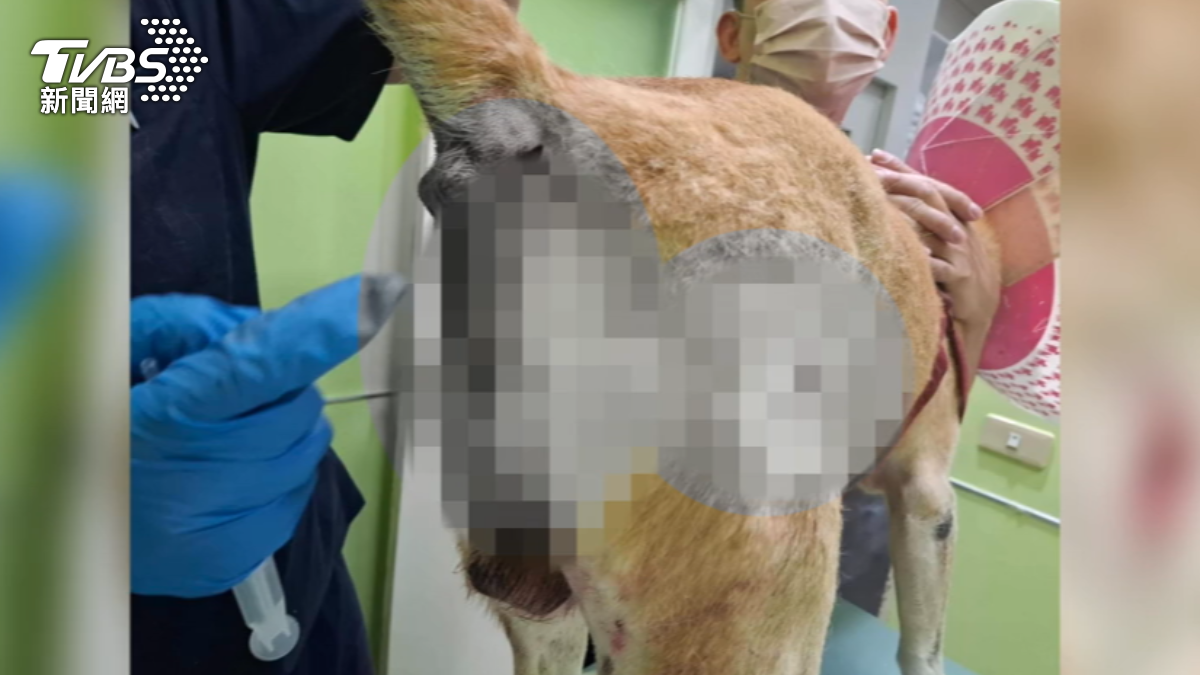 遛狗被陌生犬隻攻擊　肇事飼主棄狗落跑