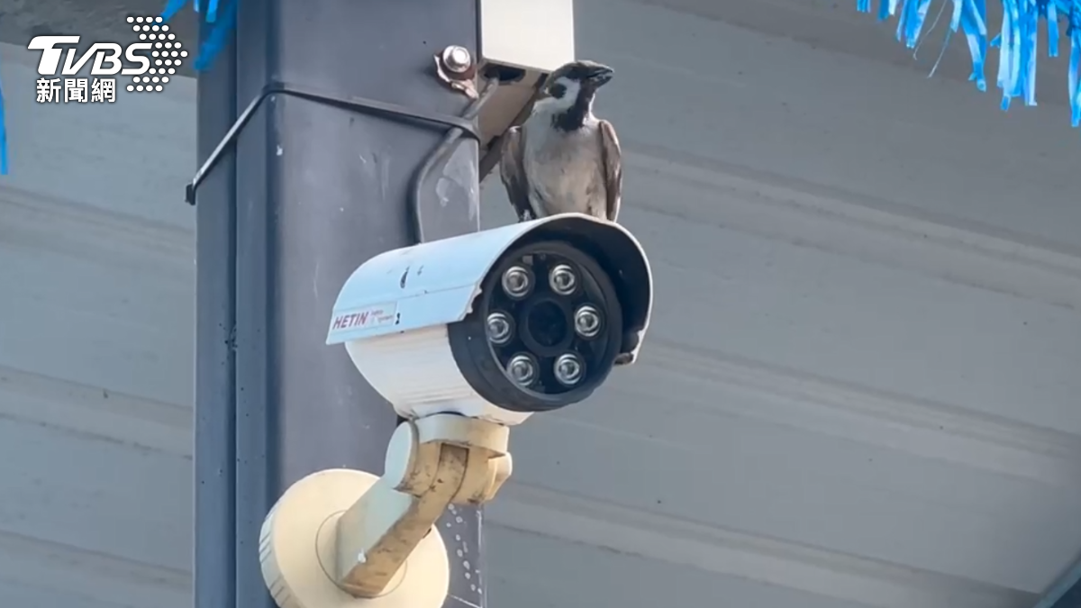 麻雀站在監視器上。（圖／TVBS）