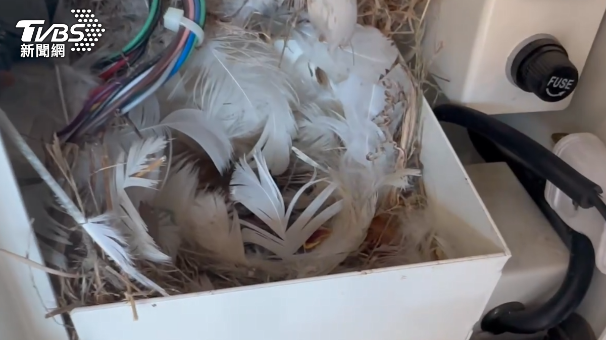 麻雀在投幣機內築巢。（圖／TVBS）