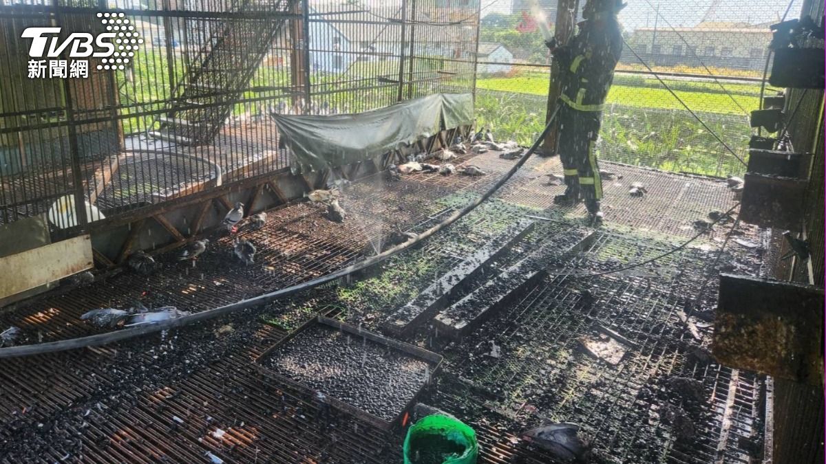 飼主好心痛！台中后里鴿舍竄黑煙　70隻鴿子葬身火海