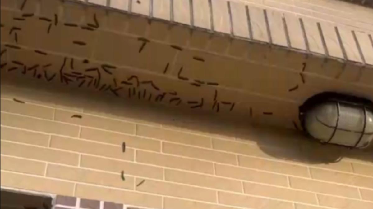 有民眾家門外也爬上大量毛蟲。（圖／翻攝自Thread@hsiang_chun_candy）