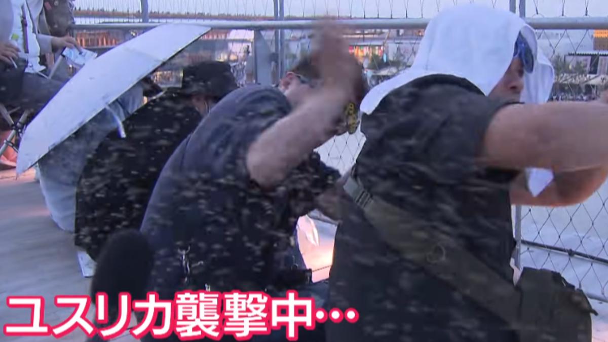 大阪世博蚊蟲驚人，瞬間包圍遊客。（圖／翻攝自KTV NEWS）