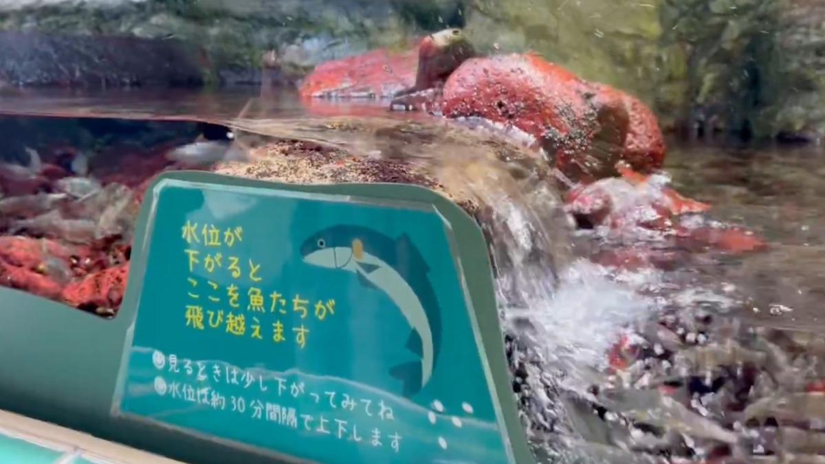 日本兵庫縣「姬路市水族館」的逆流而上水槽爆紅。（圖／翻攝自X@T98ver2）